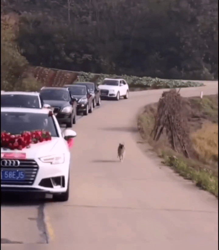 狗狗追车跑了十几公里 7dc6f995701847d9bc185ce376c4f9c2.png