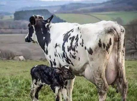 养牛老手:教你几种简单快捷牛怀孕方法!