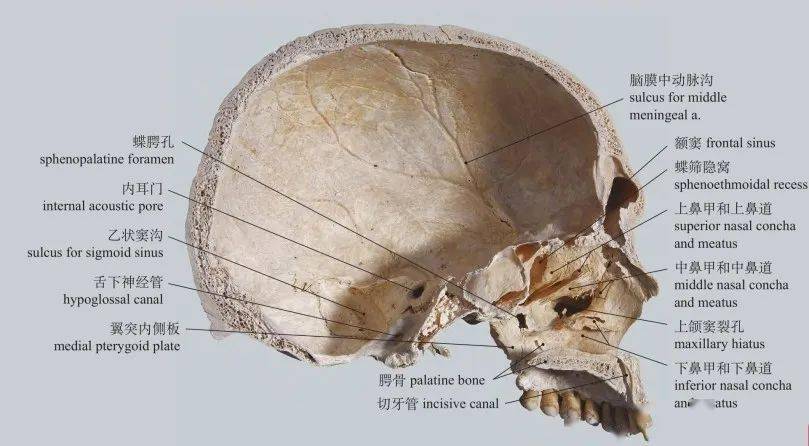 sagittal section of skull图1-31 颞下窝和翼腭窝infratemporal