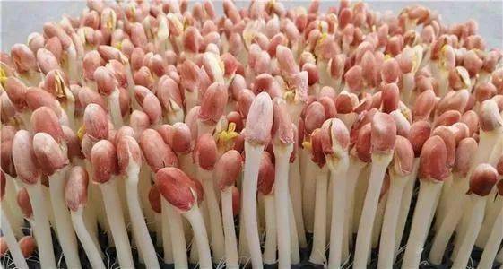 67安鲜小舍带你认识花生芽