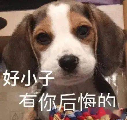 哈哈哈哈哈狗子的铁饭碗被车压扁了那个表情委屈得要命