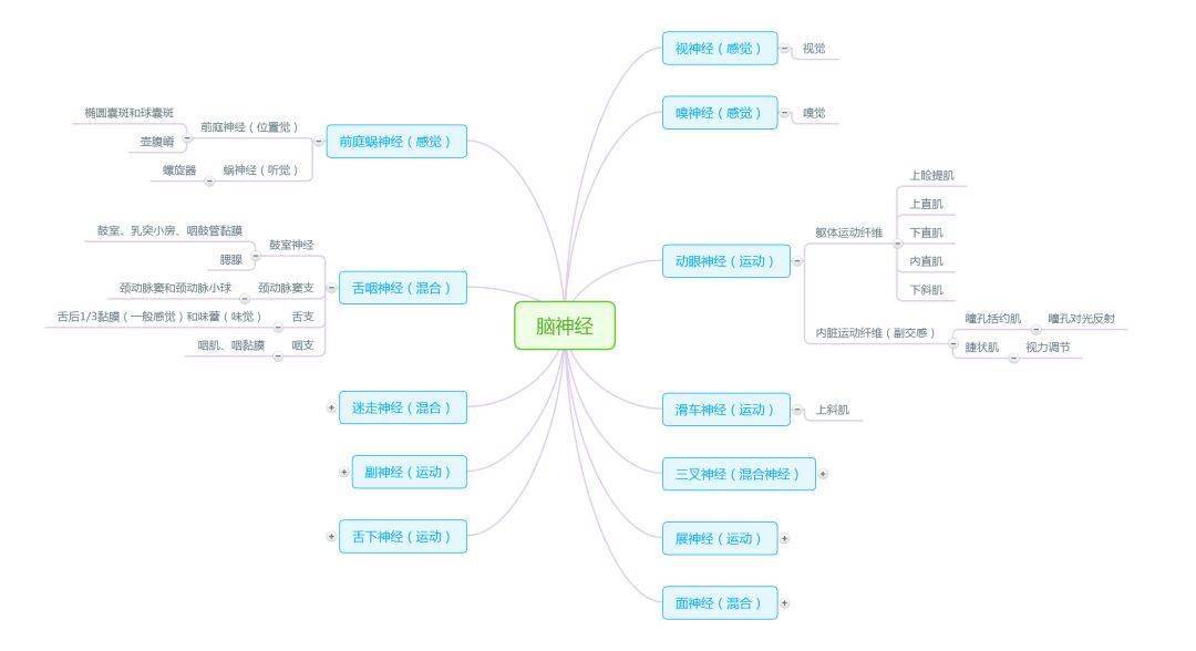 解剖学思维导图完整版人手一份