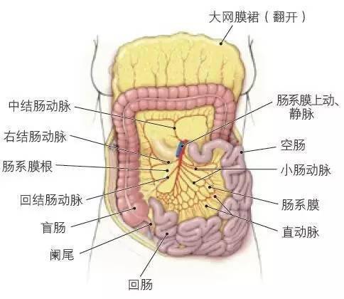 图4.31 向左下腹移动小肠解剖肠系膜上动脉