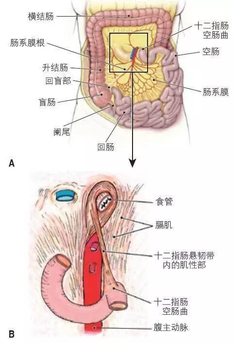 解剖腹部丨肠系膜上动脉与小肠_空肠