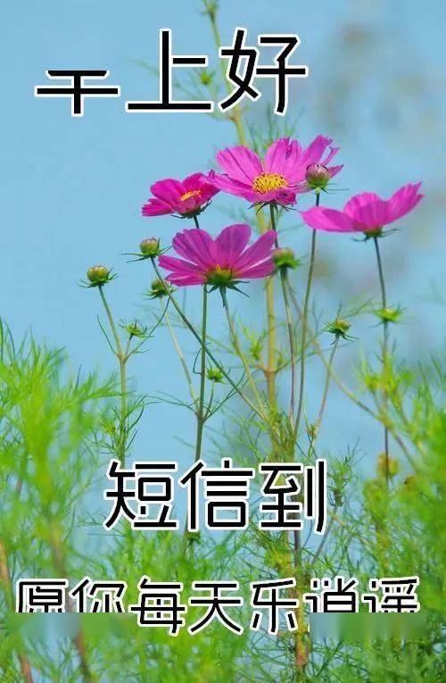 漂亮的鲜花冬天早安问候图片带字,创意好看的早上好问候祝福语