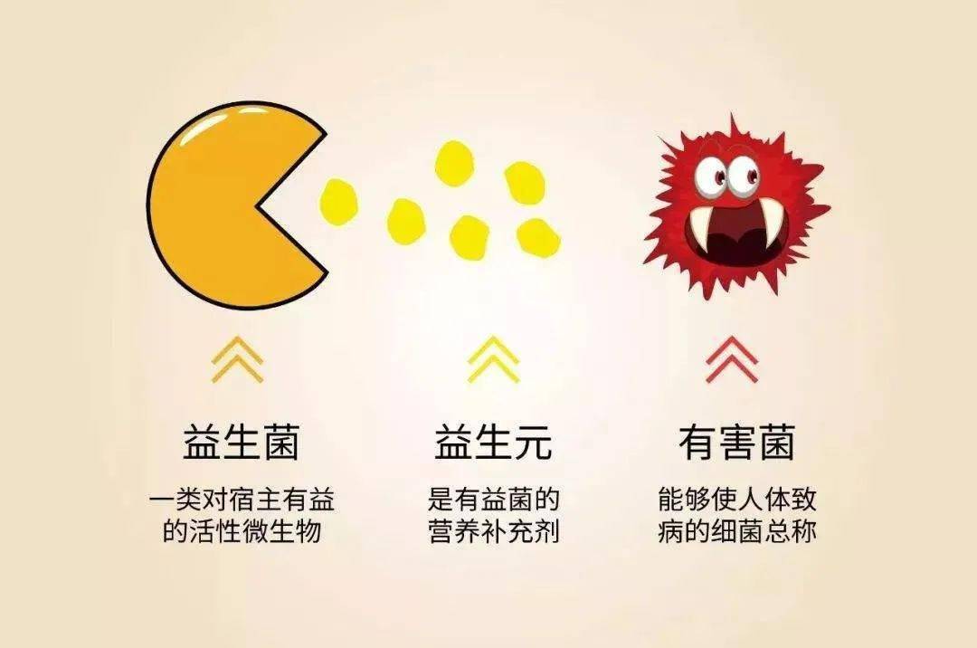 益生元与益生菌:有什么区别,为什么它们很重要?