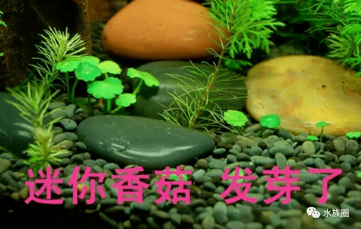 b2ca37f5faef4a42bf179bbb9f559dda.png