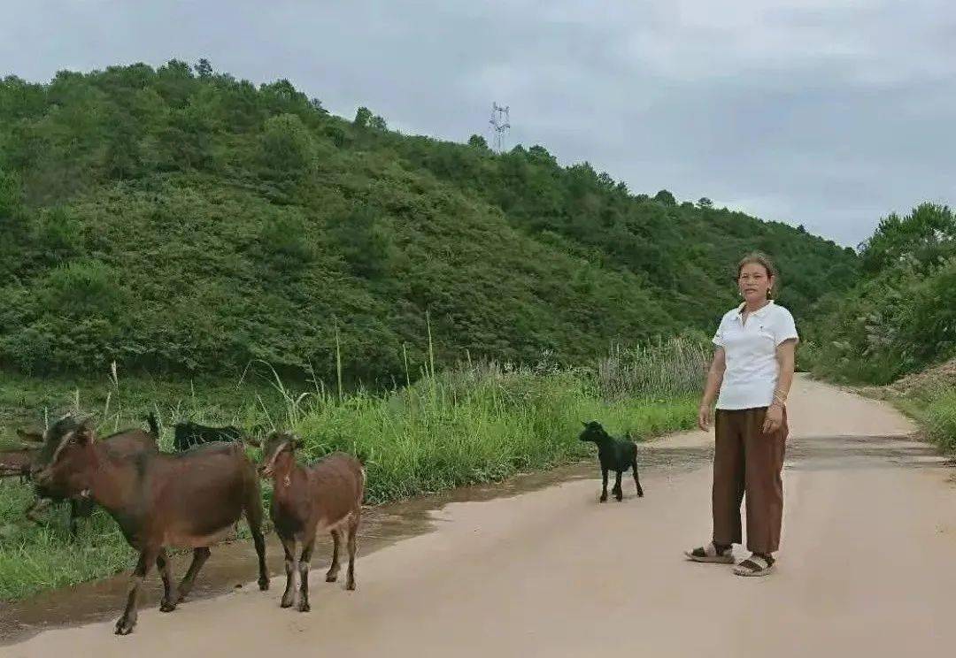 脱贫攻坚贺金蓉牵住牛鼻子过上好日子