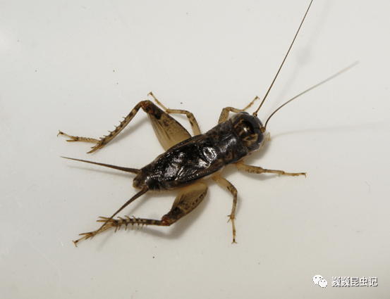 城市中最常见的中华斗蟋velarifictorus micado,大棺头蟋loxoblemmus