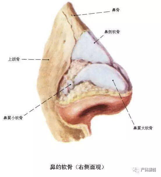 干货| 全套人体解剖学记忆口诀