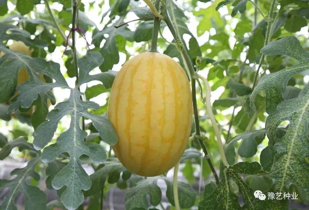金童玉女瓜之宝——具有清香味的黄皮红肉礼品瓜