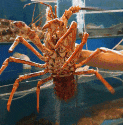 99a59afa66e8410c8059cef92c6801a2.gif