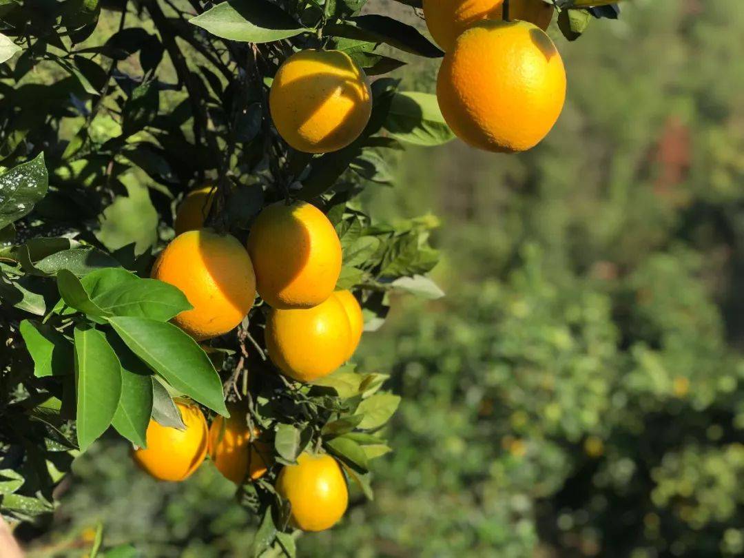 正宗赣南安远脐橙干燥时节止咳润肺佳品