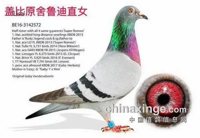 同时也引进欧洲盖比等种鸽