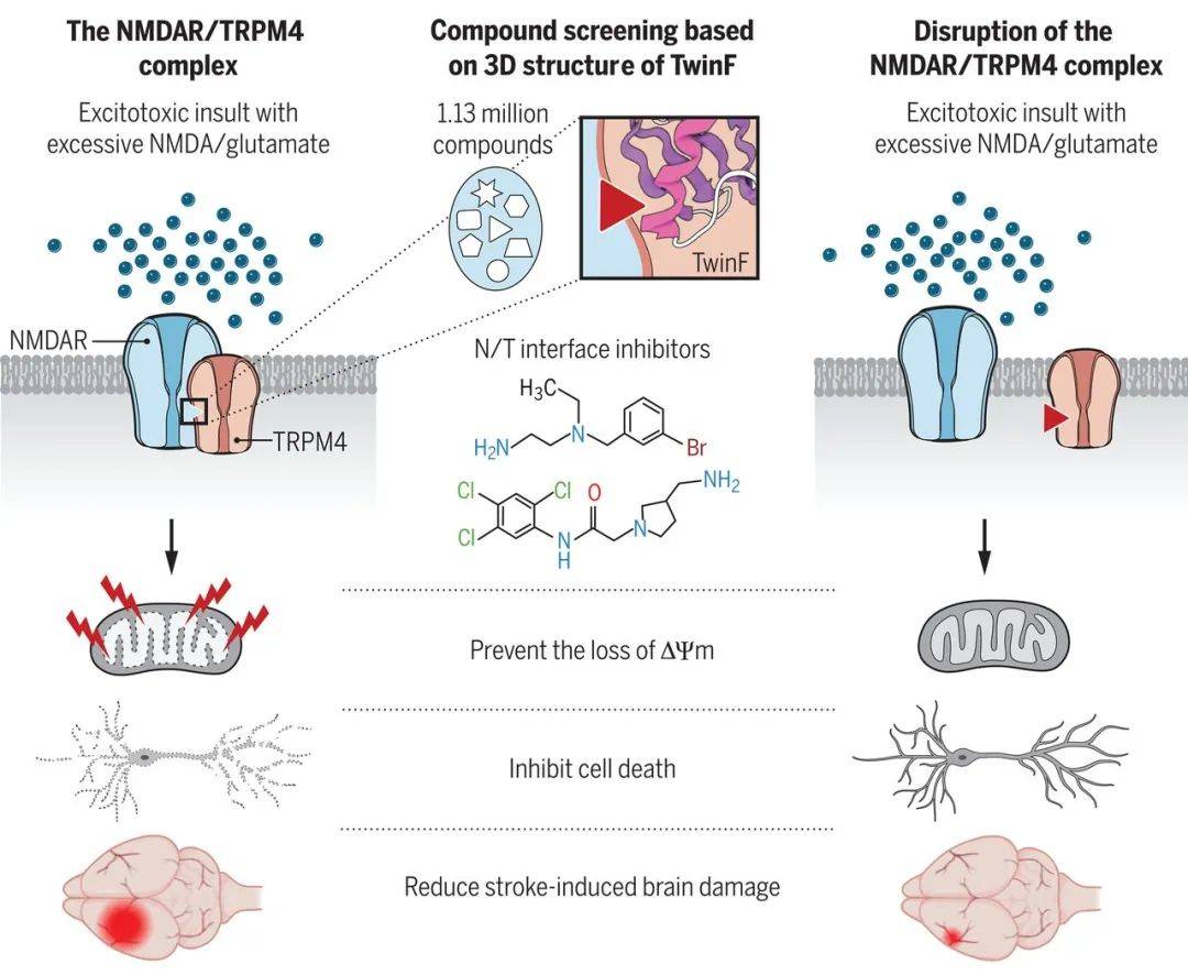 TwinF|《科学》：新型抑制剂有望治疗神经退行性疾病