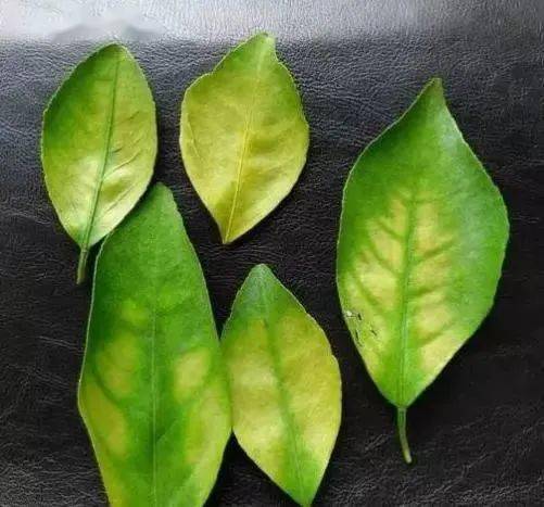 缺镁特征
