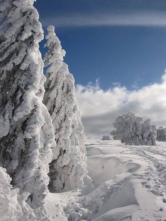 在多雪的冬天,白雪像条鸭绒被似的,把森林覆盖起来,不管天气怎