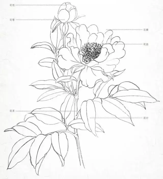 工笔画教程花卉的画法
