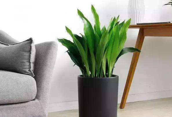 适合家里养的绿植 客厅 48c22da8073c409db8dc90dd841e7f17.jpeg