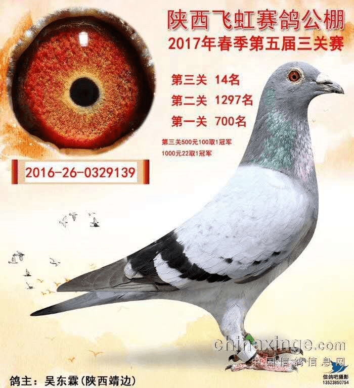 看看这10关暗插总冠军 是什么鸽子作出的!