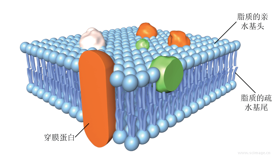 图丨磷脂分子结构示意图