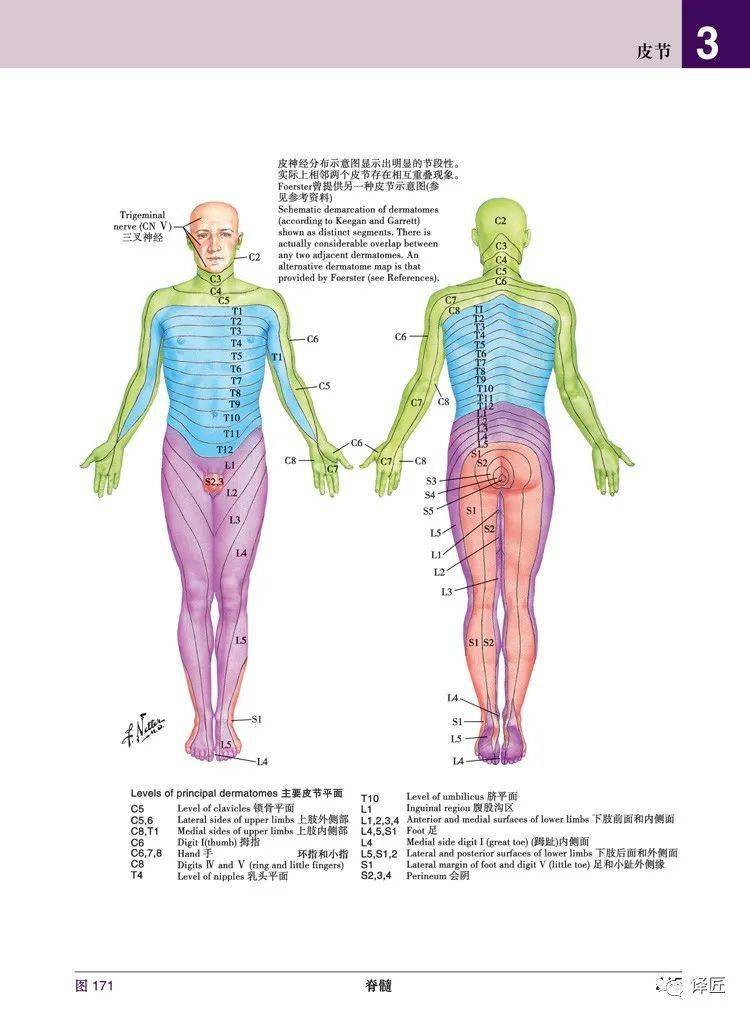 医学翻译书籍推荐:奈特人体解剖学彩色图谱