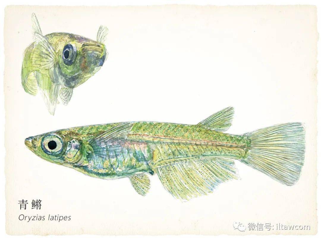 寻找记忆中的第一尾鱼中国原生鱼