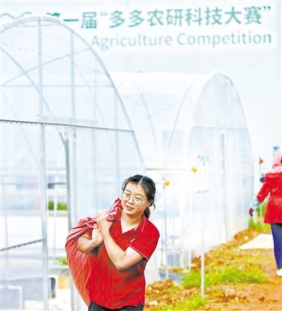 沈海燕|AI对阵顶尖农人 谁能种出更多草莓？