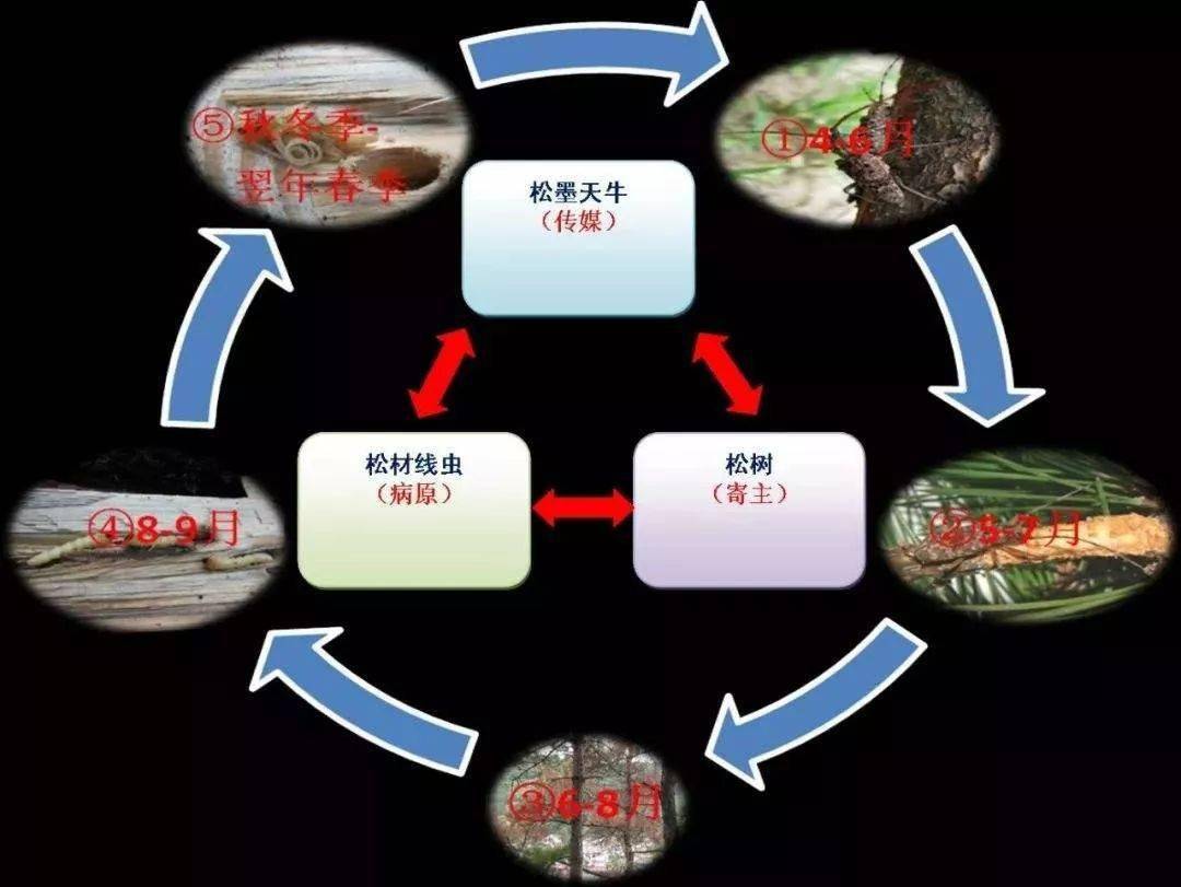 持之以恒做好松材线虫病防治