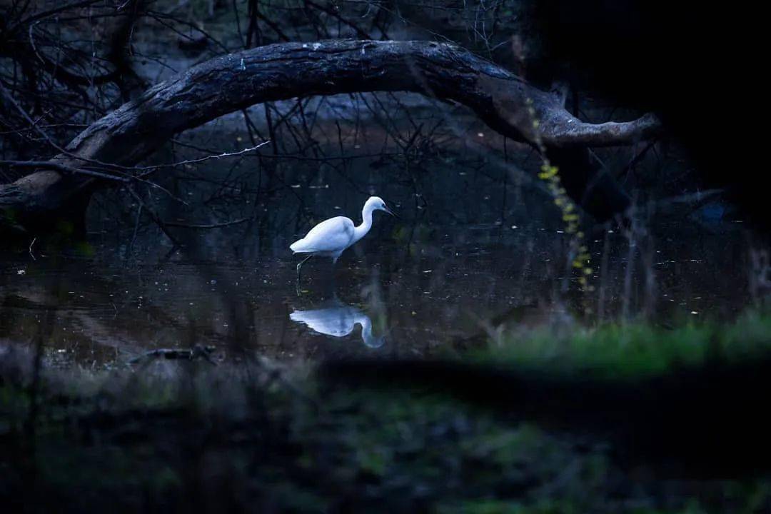 拍鸟镜头对焦设置 b9e3c9e125164e4c9604507a65e787af.jpeg