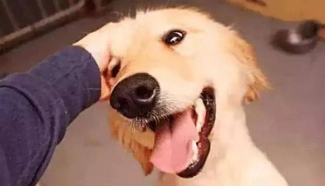 如何摸狗狗头 bb43d2860ceb4139a05e021b39778615.jpeg