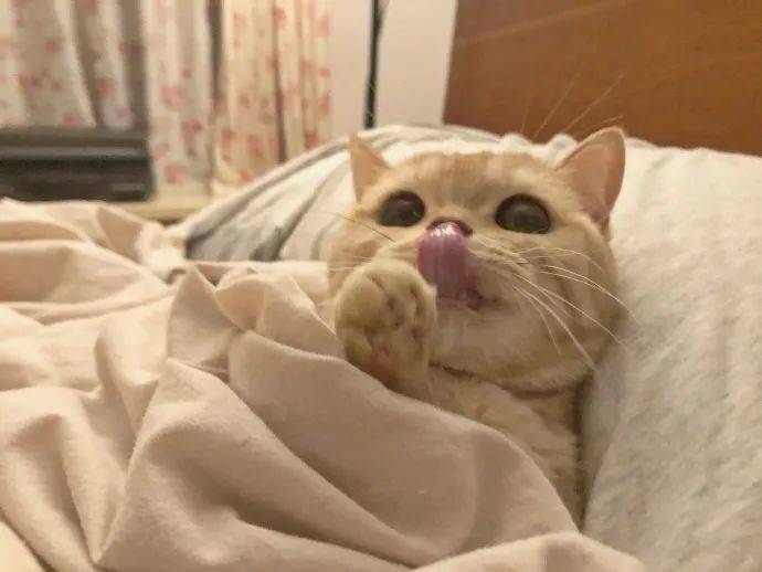 c19a9df3964447bd97c571eaafef727e.jpeg