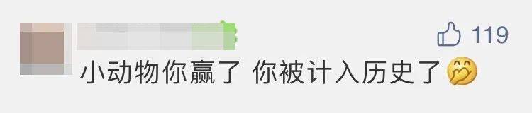 四子王旗|“嫦五”回家，没想到抢镜的是它