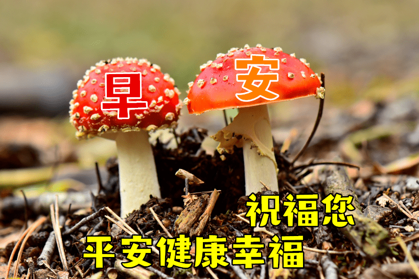 早上好问候美图,早安问候语句.