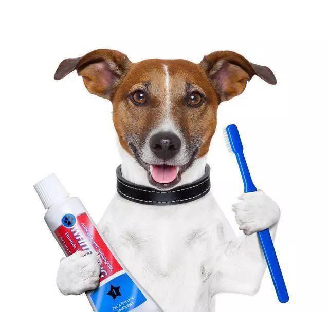 如何给狗狗刷侧面的牙齿 0ed848ef8895430a80c82d5597f6255e.jpeg