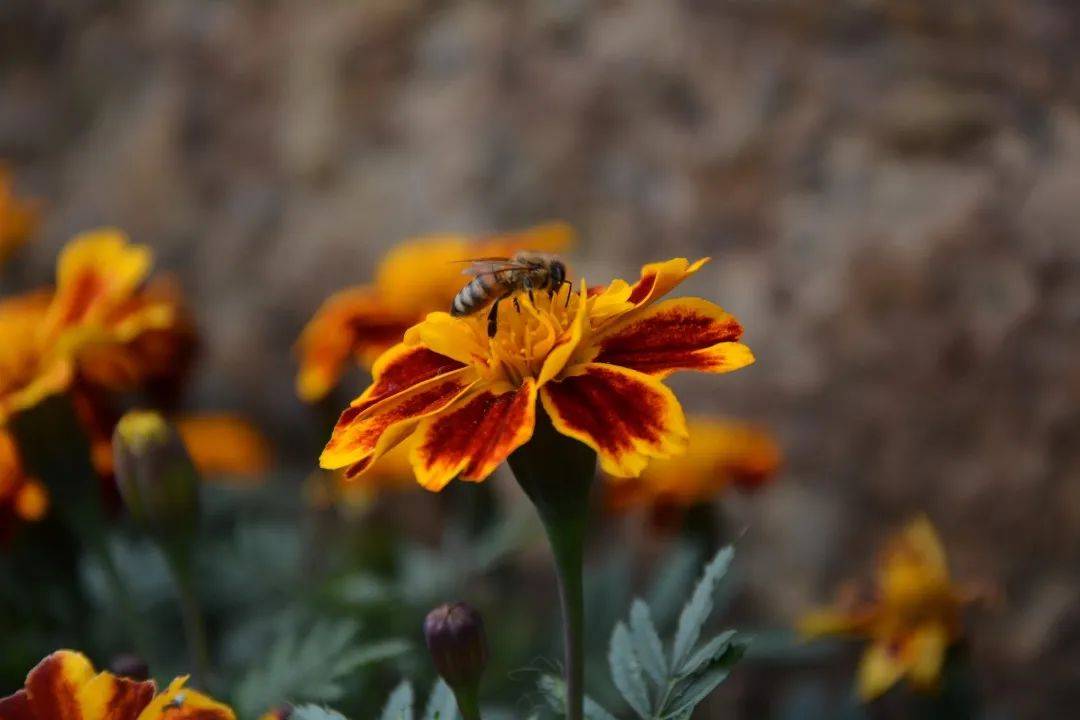 ——《蜂儿诗》 就算是进入了冬天 陕理工的小蜜蜂们也依然很勤劳呢