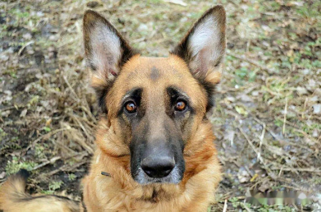 狗忠诚度排名(3)