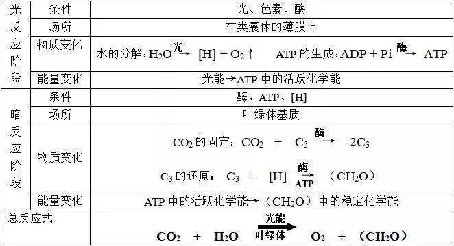 高中生物知识点之光合和呼吸