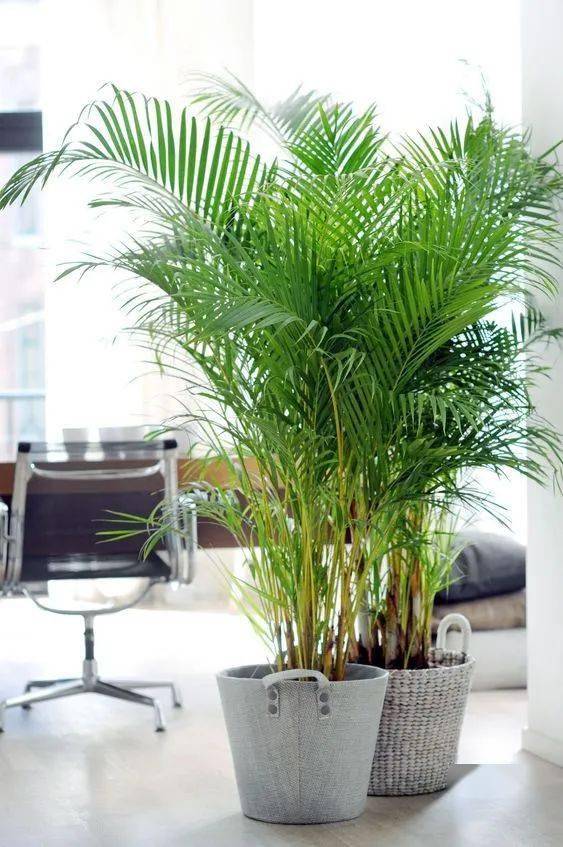 养猫家里能养的植物 a99a4c13189e481e96a3796a1265ad13.jpeg