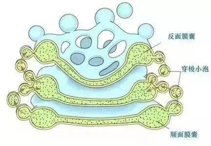 高中生物丨细胞核心知识点大全,图文解释超详细