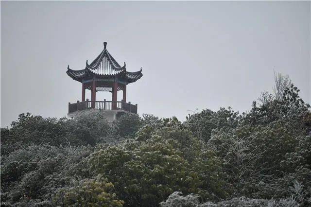 莫说冬天无颜色  只道未曾初相逢  19日早上  百里杜鹃2020年的第一场
