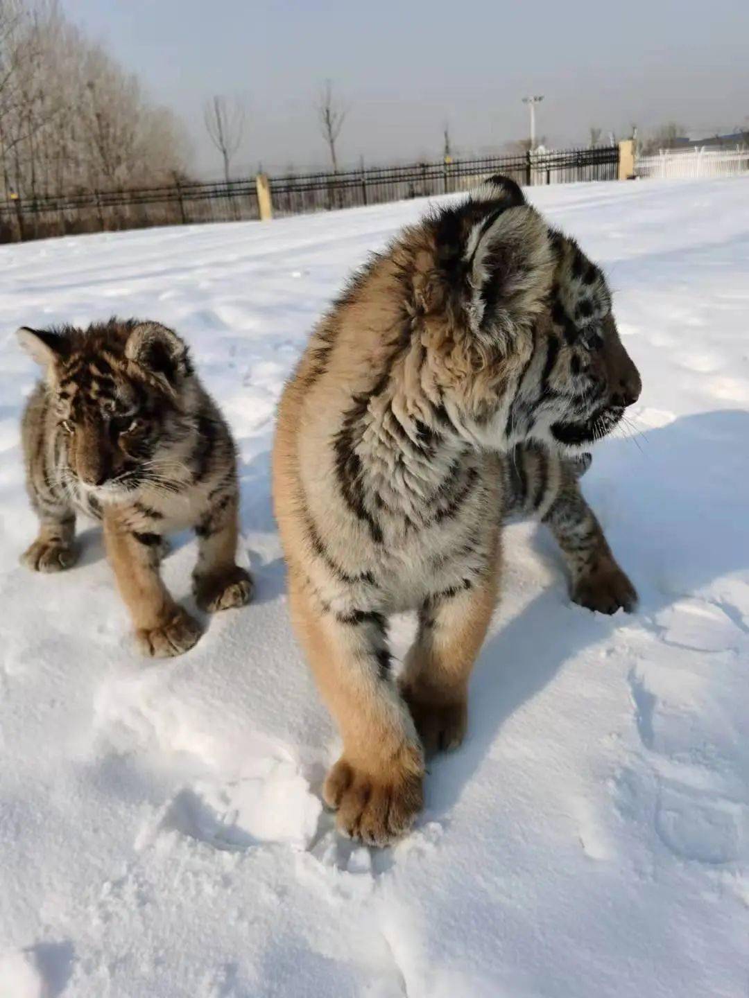 衡水野生动物园里的小老虎们小猴子们 迎来了它们的第一场雪, 小老虎