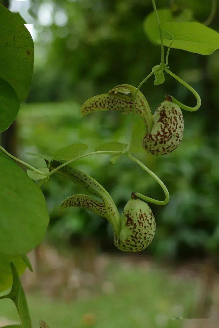 274 翅茎马兜铃aristolochia caulialata 马兜铃科 马兜铃属