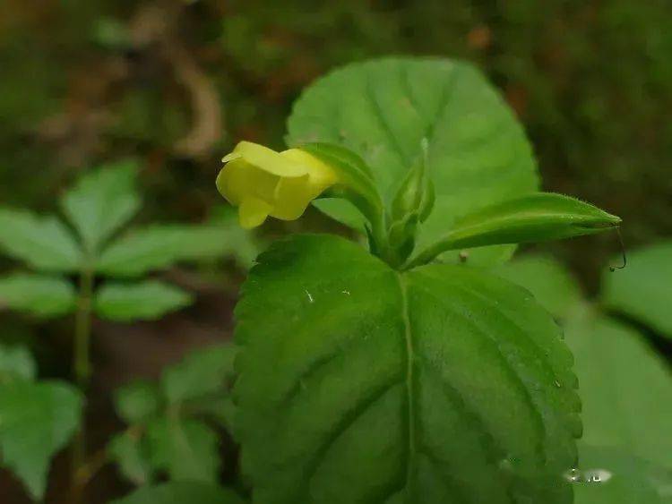 champaca 木兰科 含笑属 284 黄花蝴蝶草torenia flava 母草科