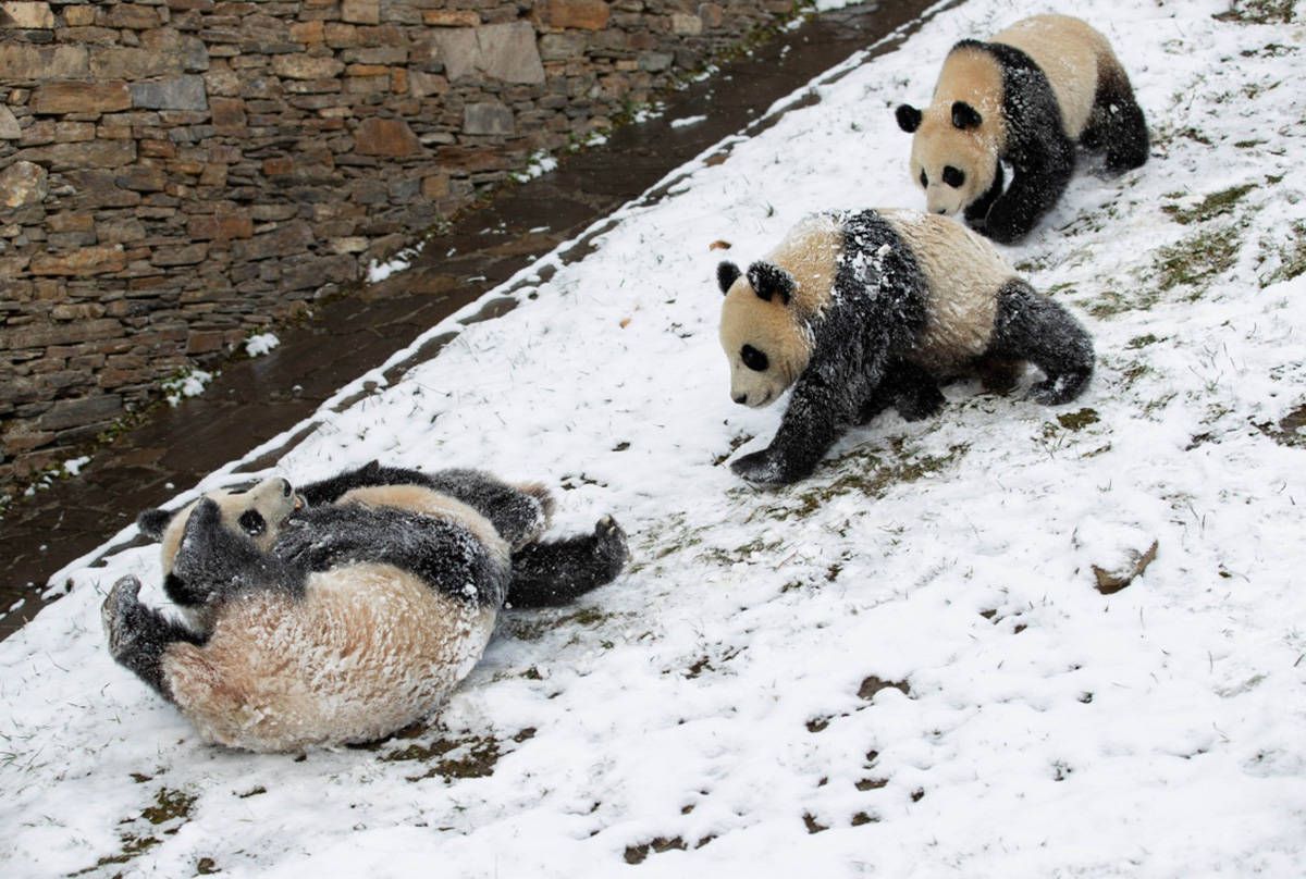 一周图片|当大熊猫遇见雪"滚滚"玩嗨了