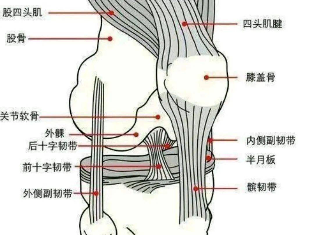 ④ 六根筋,指内侧副韧带,外侧副韧带,前交叉韧带,后交叉韧带,髌腱,股