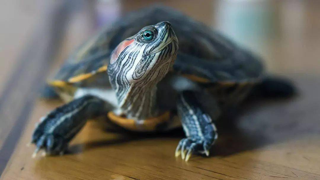 乌龟怎么画最简单最好看 b130fa18e2534a759736ba8790221259.jpeg