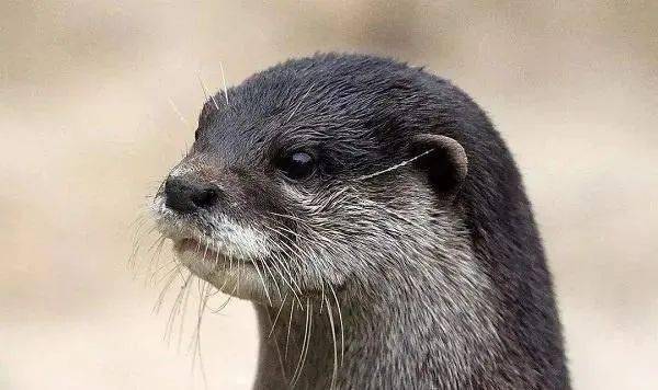 平头哥动物界的扛把子 6220af326fd9405da4344e5dd1b24155.jpeg