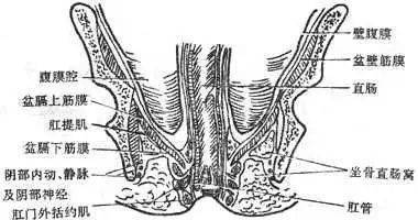 化脓成瘘肛门和直肠周围的八大间隙