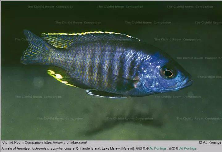 鲷/国王天使dimidiochromis kiwinge和以往来的马拉岩狮子阿芙拉不同